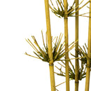 Natural dried star bamboo reed branches in bulk with basil green tips on light brown stems.