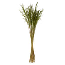 A bundle of green Congo Grass, approximately 36 inches in height, against a white background.