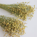 Dried Flax Bunch or Linum Bunch | 25 Bunches | Light Green with Yellow Berries