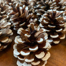 Natural dried red pinecones with white painted tips, ideal for wholesale or bulk decor use.