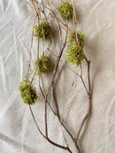 Natural dried Mt. Laurel branches with green moss clusters, wholesale bulk set of four bunches.