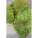 Mood Moss | 2.5lb Bulk Box | Natural