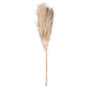 A single stem of dried natural pampas grass against a white background.