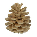 A single bleached 2-inch blue pine cone against a white background.