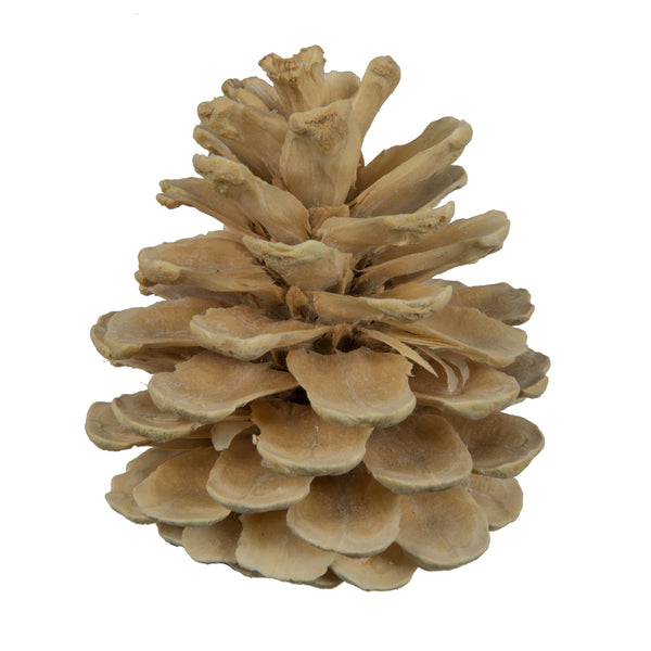 2" Blue Pine | 25 Units | Bleached