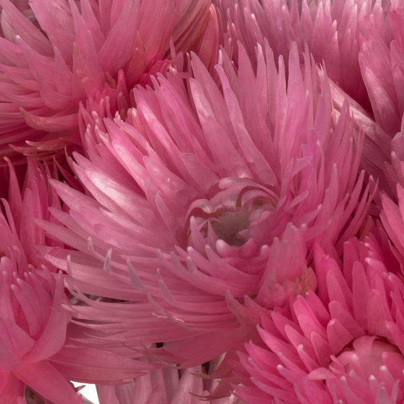 Everlasting Flowers | 30 Bundles | Color Options Available