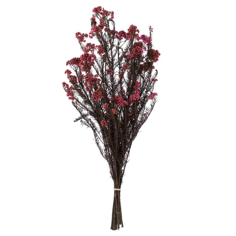 Rice Flower | 20 Bundles | Color Options Available