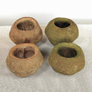 A set of four natural sapa pods varying in color from brown to green, displayed on a neutral surface.