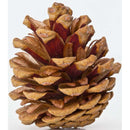 Natural dried red pine cone with layered scales, suitable for wholesale and bulk use.
