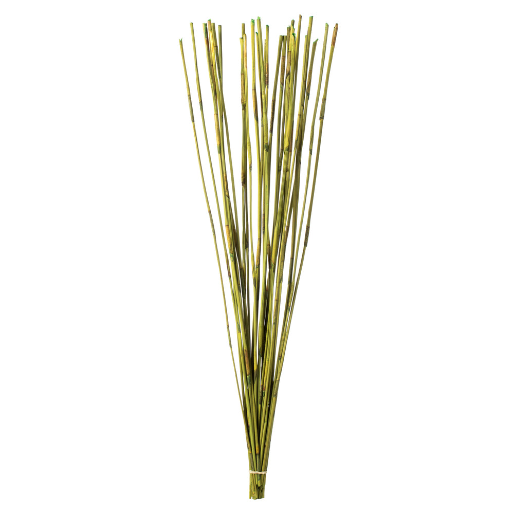 Bengal Reed 40