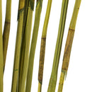 Close-up of natural dried basil elephant reed stems in bulk bunch, green and tan hues.