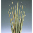 Dried Sabel Palm