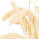 Bulk bunch of 26" dried bleached Setarea grasses with natural texture in creamy beige tones.