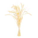 A bundle of dried bleached Setaria grass, commonly used for decorative purposes.
