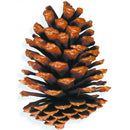 Large dried natural brown Slash Pine cone with open scales for wholesale bulk use.
