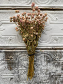 Dried Gomphrena Blush
