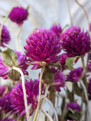 Dried Gomphrena Purple