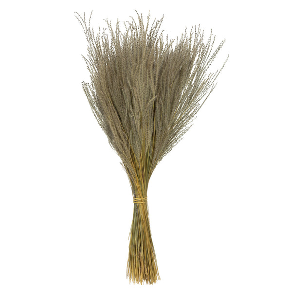 14-20" Natural Snowdrop Grass