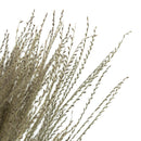 Bundle of dried natural snowdrop grass stems in bulk, 14-20 inches tall, wholesale quality.