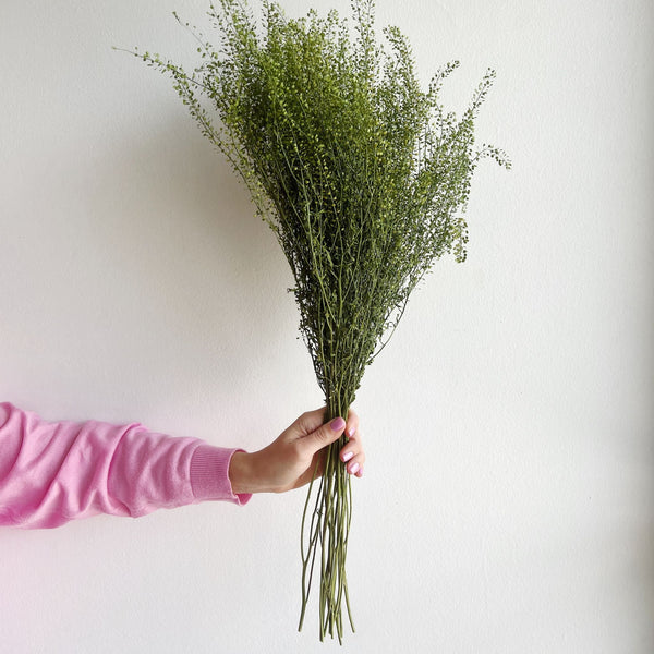 Hand holding a bundle of greenery against a plain background