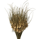 26" natural dried tulip star bunches with long slender stems, wholesale bulk set of six.