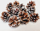 Dried natural pine cones with white painted tips arranged in bulk for wholesale use.
