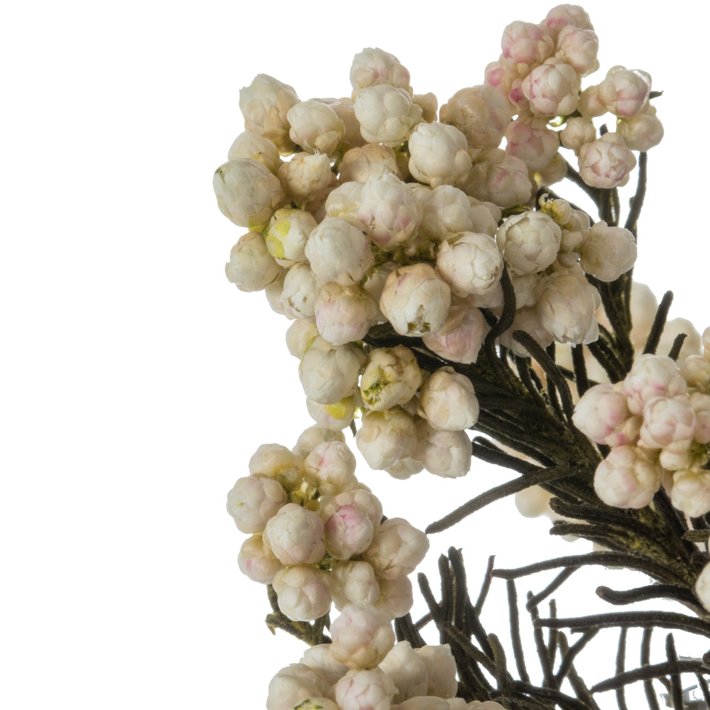 rice flower seeds Rice Flower | 20 Bundles