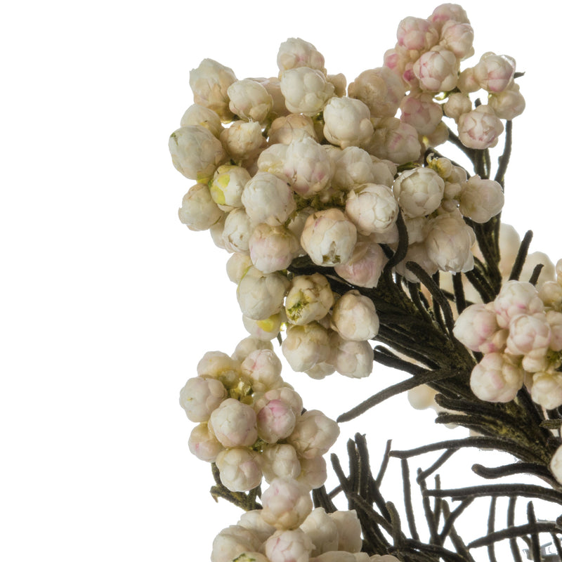 Rice Flower | 20 Bundles | Color Options Available