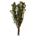 Bundle of natural dried green Tortum flowers tied together for wholesale bulk use.