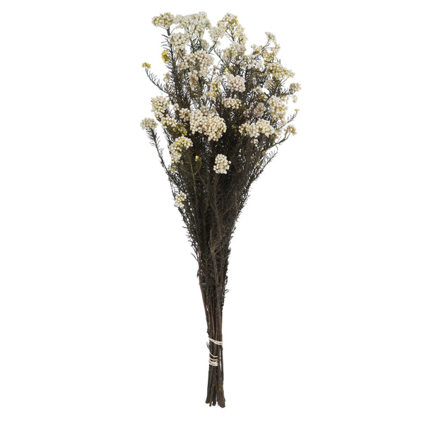 Rice Flower | 20 Bundles | Color Options Available