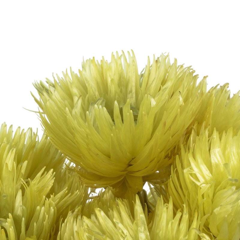 Everlasting Flowers | 30 Bundles | Color Options Available