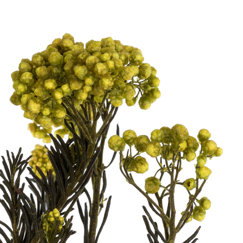 Rice Flower | 20 Bundles | Color Options Available
