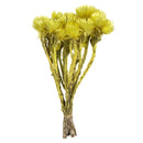 A bundle of dried yellow flowers tied together.