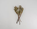 Bundle of dried natural silver brunia stems with small, rounded blooms on light brown branches, wholesale bulk set.