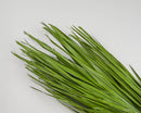 Bulk dried palm leaf bunch in natural basil green color with long slender foliage.