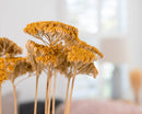 Dried yellow yarrow bunches with natural texture displayed in bulk arrangement.