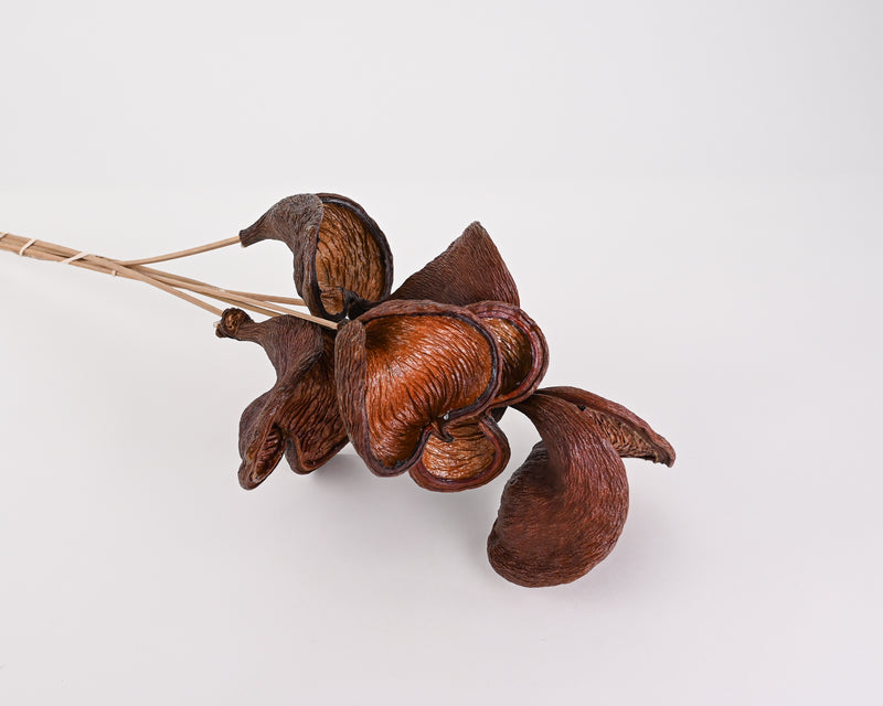 Dried Badam Nut Pod