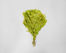 Bundle of dried natural chartreuse oak leaves for wholesale bulk use.
