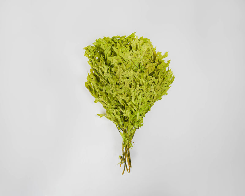 Preserved Green (Chartreuse) Oak Leaves (1 LB dried leaves) | 25 Pound Case | Green
