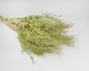 Bulk natural green dried Lepidium bunches tied with twine, wholesale seasonal decor.