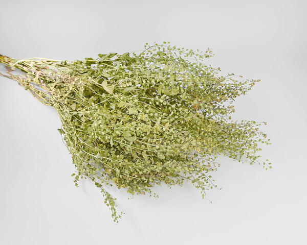 Dried Lepidium Bunch