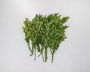 Bundle of natural dried boxwood stems dyed green, bulk wholesale decorative greenery.