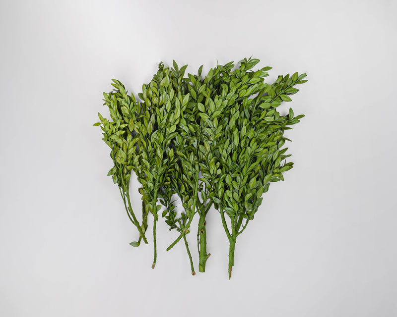 Decorative Dried Boxwood - Naturally Preserved | 12 Bunches | Dyed Green