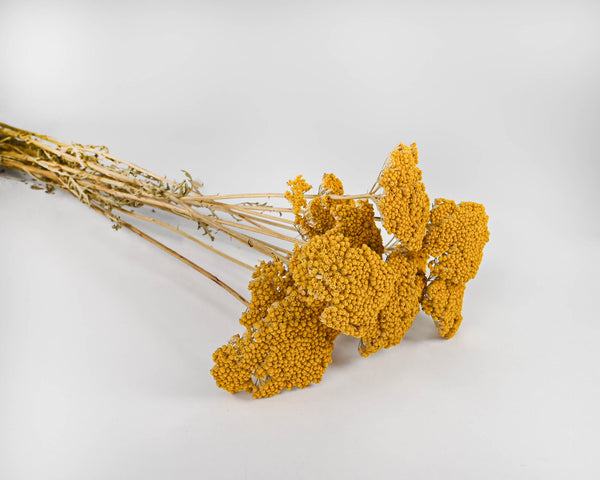 Dried Yarrow Bunches - Yellow