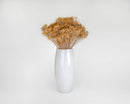 Natural dried broom blooms in a white vase, bulk wholesale bouquet with warm tan tones.