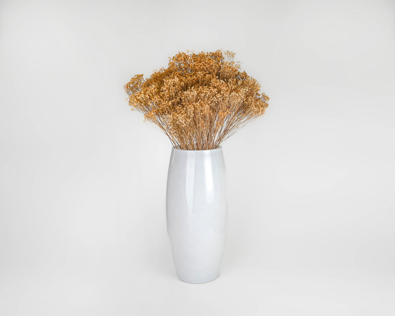 Dried Broom Bloom Flowers - Brooms Bloom