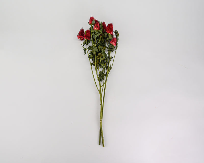 Decorative Clover Flowers | 12 Bunches | Red