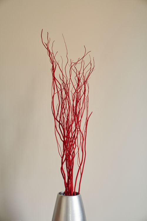 Red Curly Willow Branches (Long Stem)