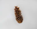 Very large natural brown dried sugar pine cone isolated on white background for wholesale bulk use.