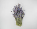 Bundle of dried natural lavender bunches with purple flowers and green stems for wholesale bulk sale.